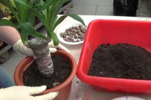 Propagation of indoor yucca: two interesting ways