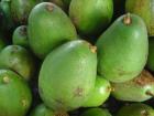 Къде в коя държава расте авокадото?