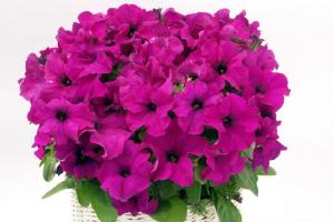 Мелкоцветковая Петуния — одна из лучших в растительных композициях: нюансы ухода и выращивания Мини петунии