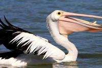 Pink, black and white and curly pelicans