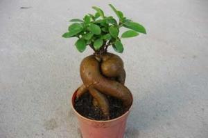 Ficus microcarpa, home care Ficus small-fruited care at home
