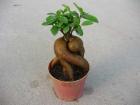 Ficus microcarpa, home care Ficus small-fruited care at home
